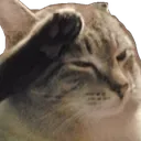 yCatSalute