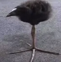 Birb