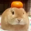 Orangenuuy