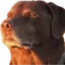 DogSigh DogSigh