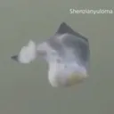 Fishnt