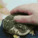 petfrog petfrog