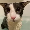 soppywet