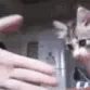 CatYo CatYo