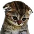 kitty_sad kitty_sad