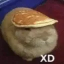 xd