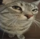 zazusideeyezoom zazusideeyezoom
