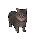 catoiiaoiiacat