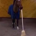 cleanerhorsey