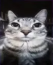 images images
