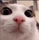 blink blink