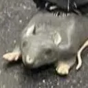 ratahh
