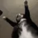 CatDance