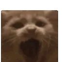 AAAPuff