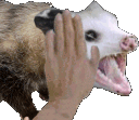 TIC_possum_pat