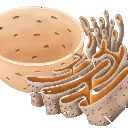 ribosome