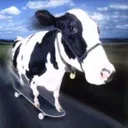skateboardcow