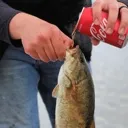 coke_fish