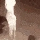 skellington