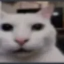 CatHuh
