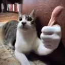 thumbupcat