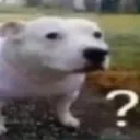 dog_huh