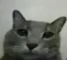 staringcat staringcat