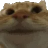 catyes
