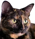 tortiecat_tortoiseshell