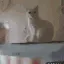 Pawshake