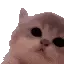catvibe