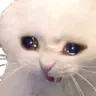 sadCat sadCat