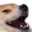 doggokek