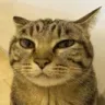 judgementcat