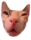 wrinkled_what