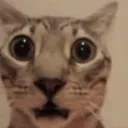 guh