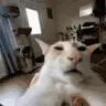 guh
