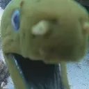 eel