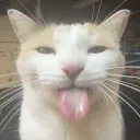sillycat sillycat