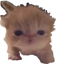 TookANap