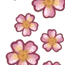 FallingSakura