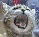 himscream himscream