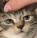 bruhcat