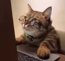 catstudying