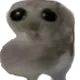 ohpregnant