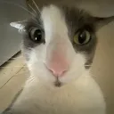 Soggystare