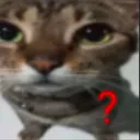 catquestion