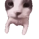 c_mwahcat