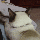 catknead