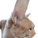 allhears allhears